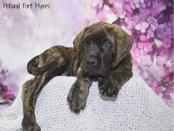 English Mastiff-DOG-Male-Brindle-20772-Petland Fort Myers, Florida