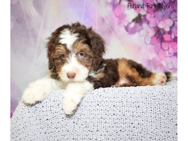 Bernedoodle DOG Male Chocolate & Tan 20803 Petland Fort Myers, Florida