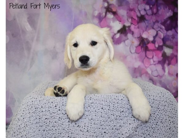 Golden Retriever DOG Female English Cream 20800 Petland Fort Myers, Florida