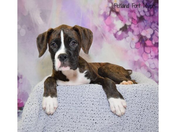 Boxer DOG Female Dark Brindle 20751 Petland Fort Myers, Florida