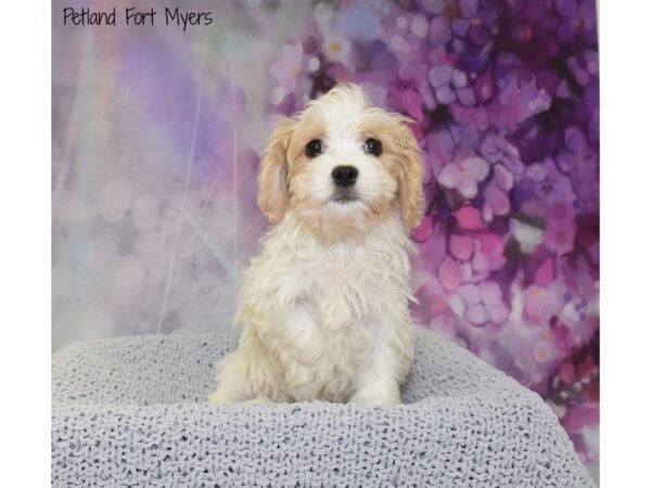 Cavalier King Charles Spaniel/Havanese DOG Female Blenheim 20814 Petland Fort Myers, Florida