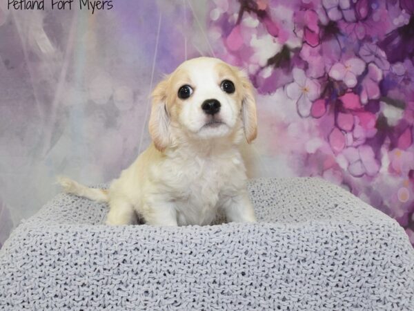 Cavalier King Charles Spaniel/Havanese DOG Male Blenheim 20813 Petland Fort Myers, Florida