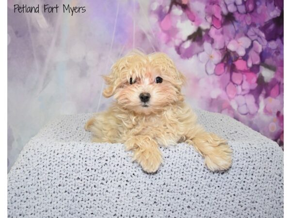 Maltipoo (Maltese/Poodle) DOG Female Cream & Apricot 20812 Petland Fort Myers, Florida