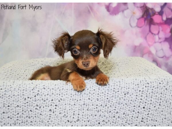 Chihuahua/Dachshund DOG Male Chocolate & Tan 20810 Petland Fort Myers, Florida