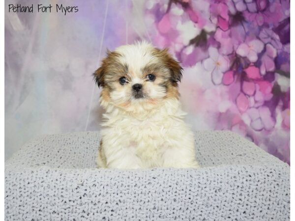 Shih Tzu DOG Female Brindle & White 20809 Petland Fort Myers, Florida