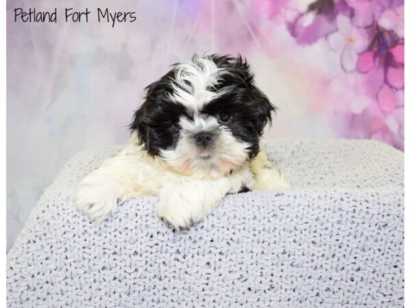 Shih Tzu DOG Male Black & White 20808 Petland Fort Myers, Florida