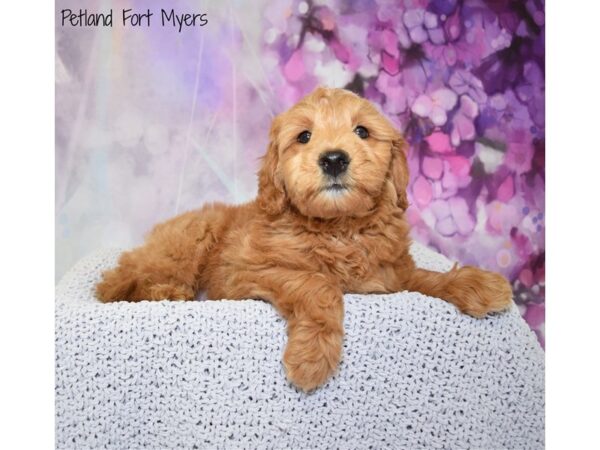 Goldendoodle Mini-DOG-Male-Red-20807-Petland Fort Myers, Florida