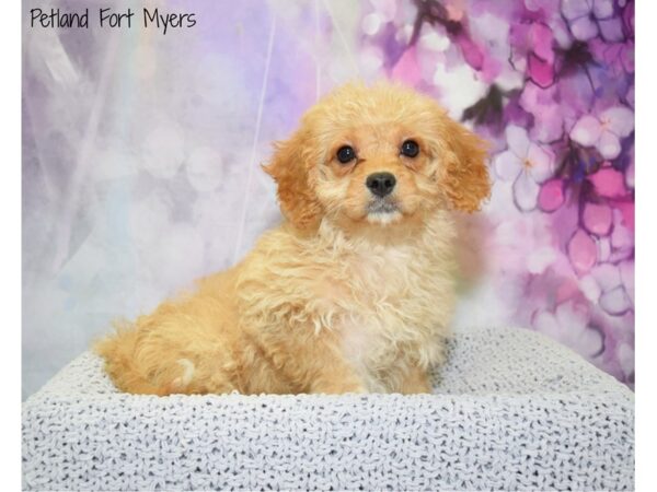 Cavachon (Cavalier/Bichon) DOG Female Apricot 20819 Petland Fort Myers, Florida