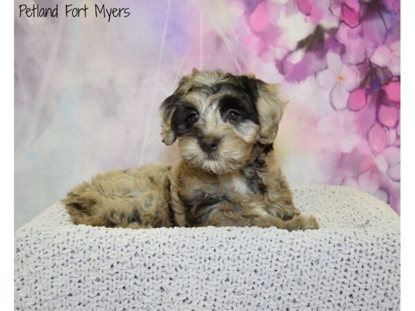 Goldendoodle Mini 2nd Gen-DOG-Female-Blue Merle-20818-Petland Fort Myers, Florida