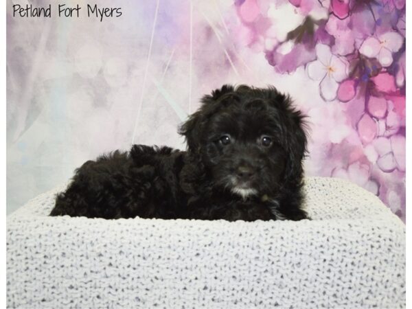 Goldendoodle Mini 2nd Gen DOG Male Black 20817 Petland Fort Myers, Florida