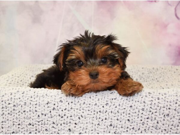 Yorkshire Terrier DOG Male Black & Tan 20815 Petland Fort Myers, Florida