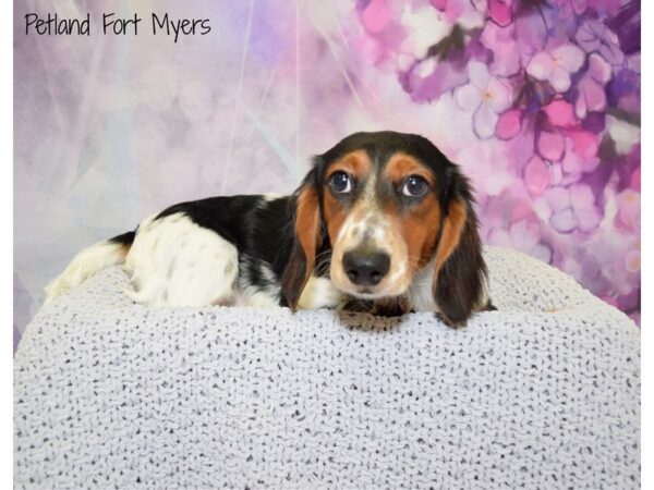 Dachshund DOG Male Black & White, Piebald 20576 Petland Fort Myers, Florida