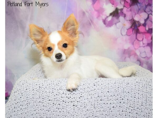 Papillon DOG Male Sable White 20588 Petland Fort Myers, Florida