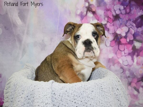 English Bulldog DOG Female Red Brindle 20666 Petland Fort Myers, Florida