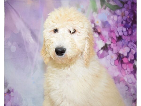 Goldendoodle 2nd Gen DOG Male Cream 20758 Petland Fort Myers, Florida