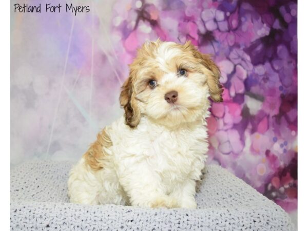 Cocker Spaniel/Poodle DOG Female Red & White 20820 Petland Fort Myers, Florida