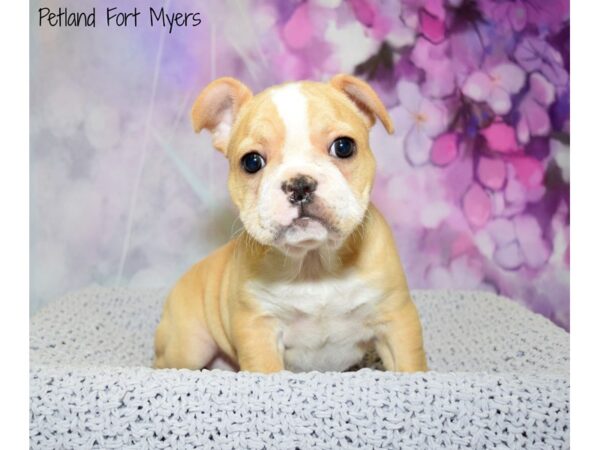 French Bulldog DOG Female Fawn 20823 Petland Fort Myers, Florida