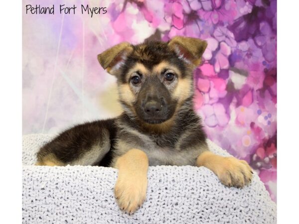 German Shepherd DOG Female Black & Tan 20824 Petland Fort Myers, Florida