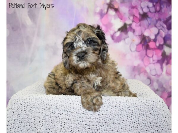 Cocker Spaniel/Poodle DOG Male Blue Merle 20825 Petland Fort Myers, Florida