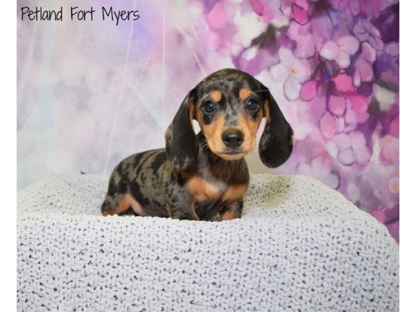 Dachshund DOG Male Black & Tan, Dapple 20826 Petland Fort Myers, Florida