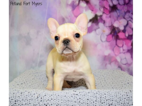 French Bulldog DOG Female Cream 20827 Petland Fort Myers, Florida