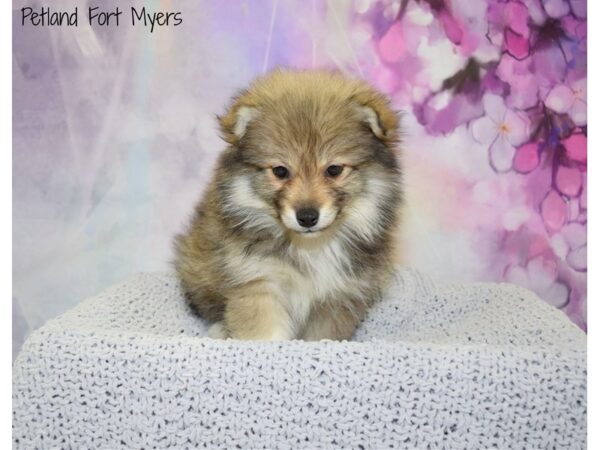 Pomeranian/Siberian Husky DOG Female Grey Sable 20828 Petland Fort Myers, Florida