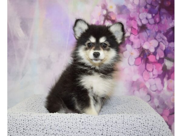 Pomeranian/Siberian Husky DOG Female Black & Tan 20829 Petland Fort Myers, Florida