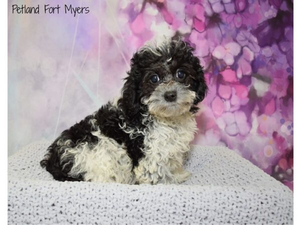 Cavalier King Charles Spaniel/Poodle DOG Male Black & White Parti 20832 Petland Fort Myers, Florida