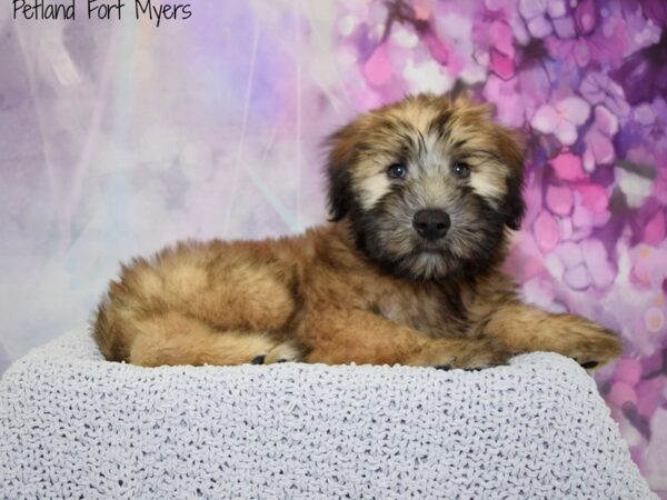 Soft Coated Wheaten Terrier DOG Male Wheaten 20833 Petland Fort Myers, Florida