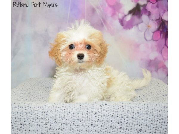 Cavapoo DOG Female Blenheim 20834 Petland Fort Myers, Florida