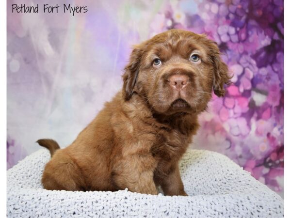 Mini Hippo DOG Female Chocolate 20835 Petland Fort Myers, Florida