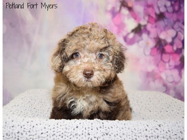 Miniature Poodle DOG Female Chocolate Merle 20836 Petland Fort Myers, Florida