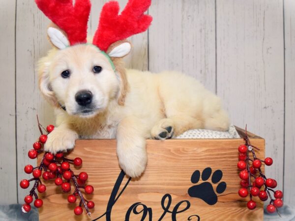 Golden Retriever DOG Male Golden 20837 Petland Fort Myers, Florida