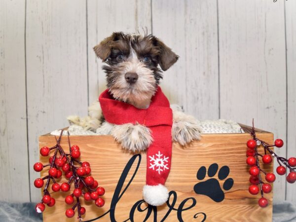 Miniature Schnauzer DOG Male Liver/ Parti 20839 Petland Fort Myers, Florida