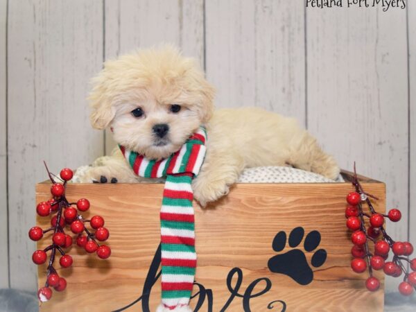 Pekingese/Poodle DOG Male Cream 20842 Petland Fort Myers, Florida