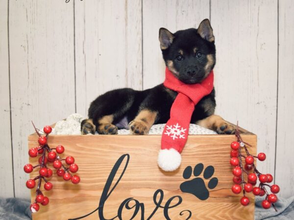 Shiba Inu-DOG-Male-Black & Tan-20843-Petland Fort Myers, Florida