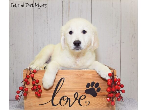 Golden Retriever DOG Male Golden 20859 Petland Fort Myers, Florida