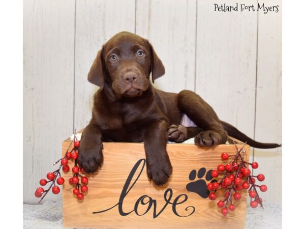 Labrador Retriever DOG Male Chocolate 20858 Petland Fort Myers, Florida