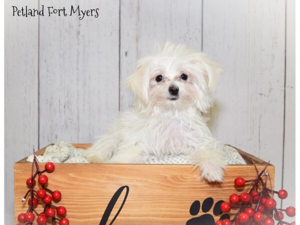 Maltese DOG Female White 20852 Petland Fort Myers, Florida