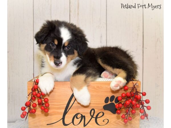 Miniature Australian Shepherd DOG Male Black & White 20851 Petland Fort Myers, Florida