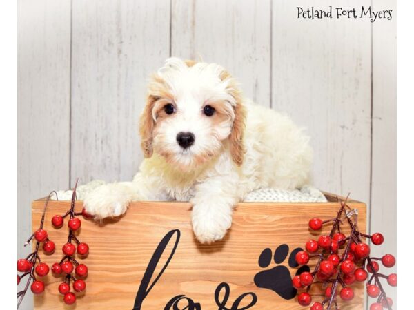 Cavachon (Cavalier/Bichon) DOG Female Blenheim 20848 Petland Fort Myers, Florida