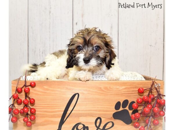 Cavachon (Cavalier/Bichon) DOG Male White/Sable/Prti 20847 Petland Fort Myers, Florida