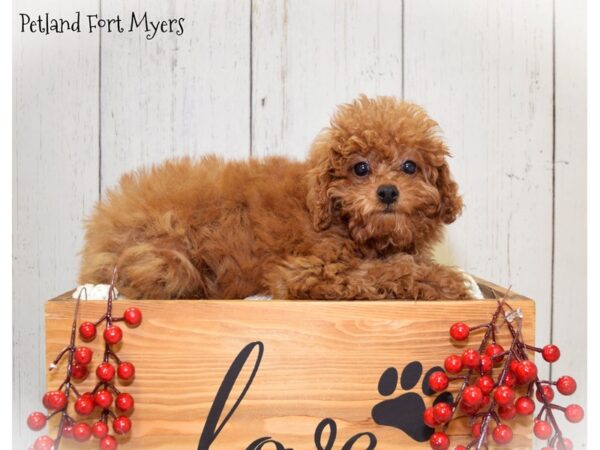 Cavapoo 2nd Gen DOG Male Ruby 20846 Petland Fort Myers, Florida