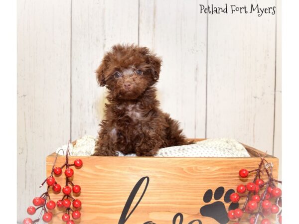 Poodle DOG Female Chocolate 20845 Petland Fort Myers, Florida