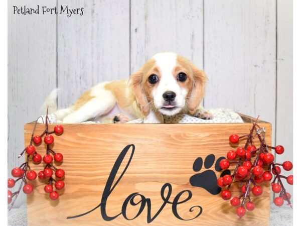 Cavalier King Charles Spaniel/Havanese-DOG-Female-Blenheim-20844-Petland Fort Myers, Florida