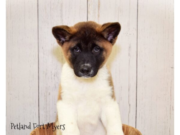 Akita DOG Female Sesame 20830 Petland Fort Myers, Florida