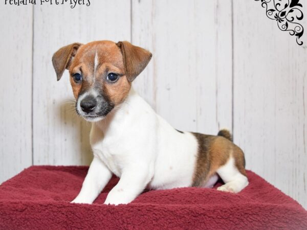 Jack Russell Terrier DOG Female White & Brown 20879 Petland Fort Myers, Florida