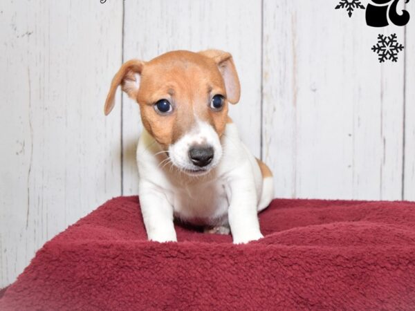 Jack Russell Terrier-DOG-Male-White & Brown-20878-Petland Fort Myers, Florida