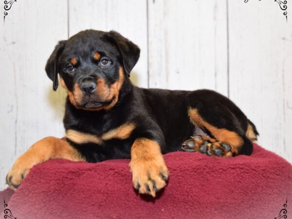 Rottweiler DOG Male Black & Rust 20877 Petland Fort Myers, Florida