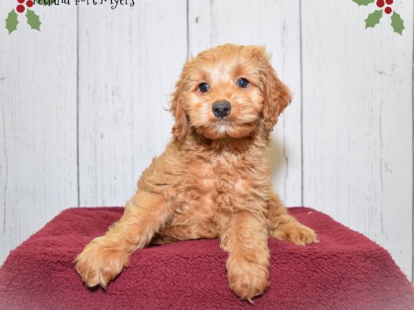 Cocker Spaniel/Poodle Cross DOG Female Red 20875 Petland Fort Myers, Florida